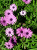 Thumbs/DSC06447.jpg
