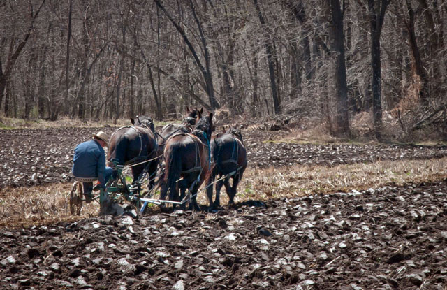 Amishman plowing