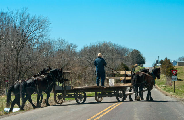 horses on highway