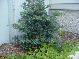 Juniperus sqamata 