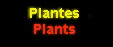 Plantes