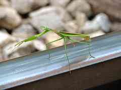 Mantis on Rail
