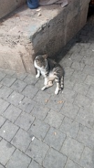 IMG20260516102252