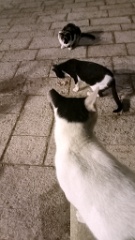 IMG20260913200222