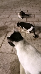 IMG20260913200219