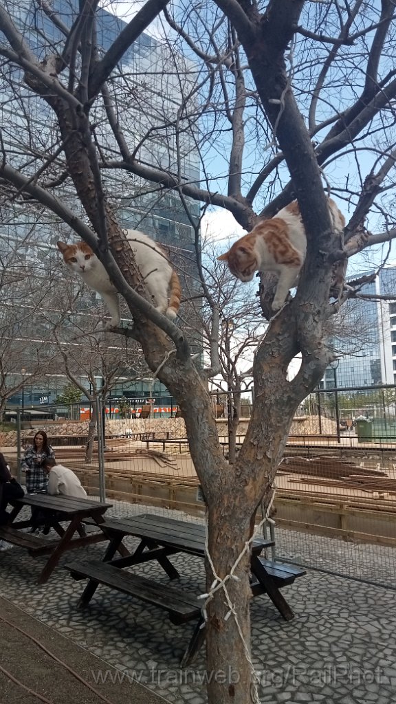 IMG20260219133814.jpg - Holon 19.2.2026