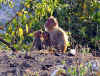 Monkeys.jpg (75337 bytes)