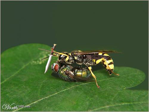 [Wasps]