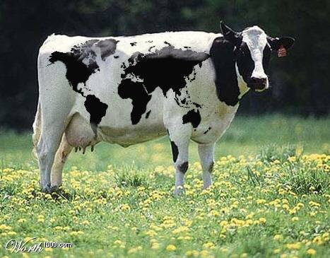 [Atlas Cow]